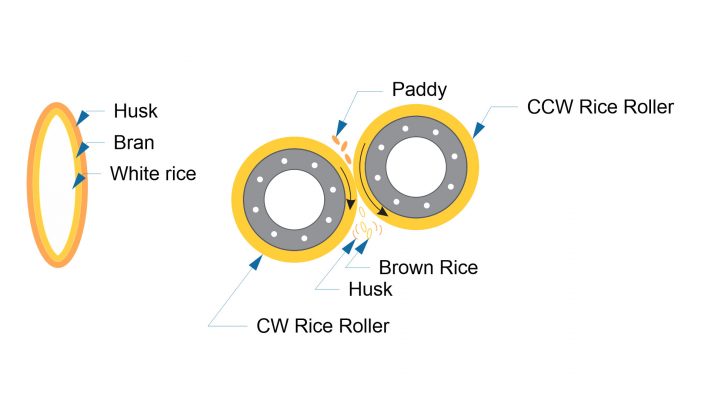 Structure of Paddy Rice And How The Rice Is Created